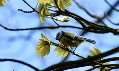 Cyanistes caeruleus