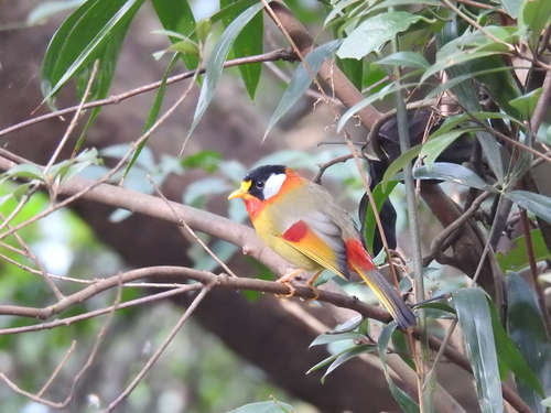 Leiothrix argentauris