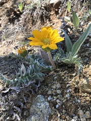 Balsamorhiza sericea