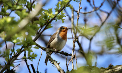 Erithacus rubecula