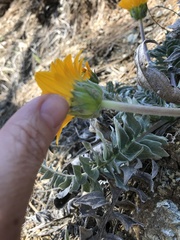 Balsamorhiza sericea