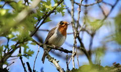 Erithacus rubecula