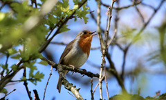 Erithacus rubecula