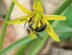 Andrena cineraria