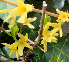 Forsythia ovata
