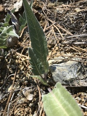 Balsamorhiza sericea