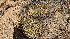 Mammillaria winterae