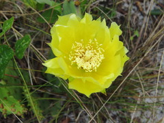 Opuntia austrina