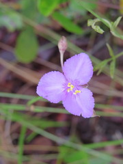 Callisia ornata