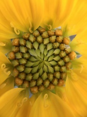 Balsamorhiza sericea