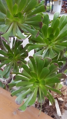 Aeonium undulatum