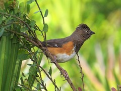 Pipilo erythrophthalmus alleni