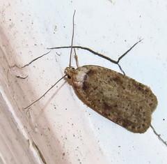Agonopterix argillacea
