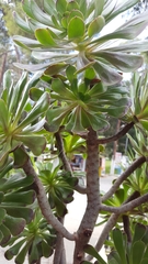 Aeonium undulatum