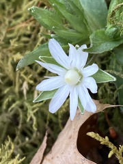 Stellaria corei