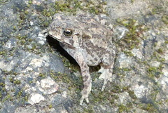 Duttaphrynus stomaticus