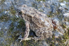 Duttaphrynus stomaticus