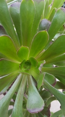 Aeonium undulatum