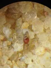Cheiracanthium daquilium