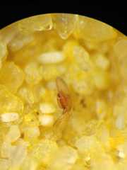 Cheiracanthium daquilium