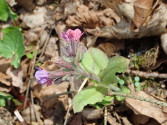 Pulmonaria officinalis
