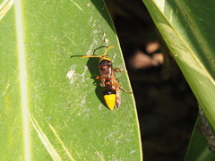 Delta pyriforme pyriforme