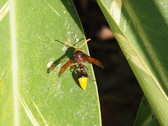 Delta pyriforme pyriforme