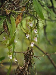 Sarcochilus australis