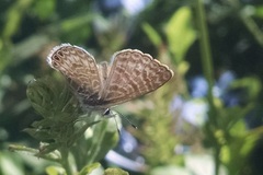Leptotes trigemmatus