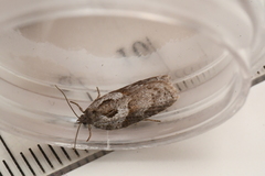 Acleris maculidorsana