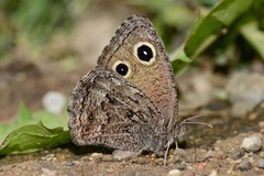 Cercyonis oetus oetus