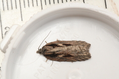 Acleris pulverosana