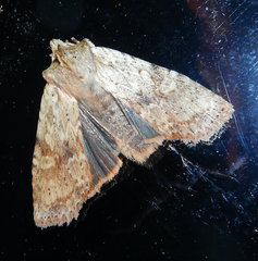 Lithophane signosa