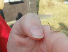 Chorthippus brunneus