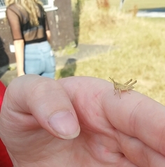 Chorthippus brunneus