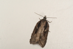 Acleris pulverosana