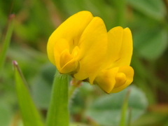 Medicago minima