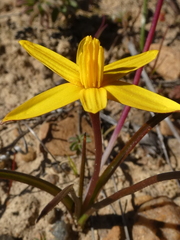 Pauridia serrata serrata