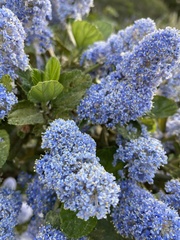Ceanothus thyrsiflorus griseus