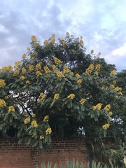 Peltophorum pterocarpum