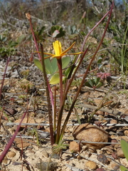 Pauridia serrata serrata