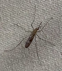 Anopheles punctipennis