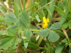 Medicago minima