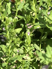 Scutellaria racemosa