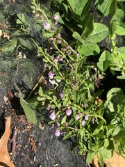 Scutellaria racemosa