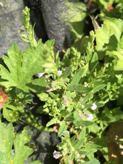 Scutellaria racemosa