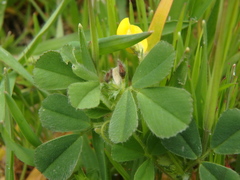 Medicago minima