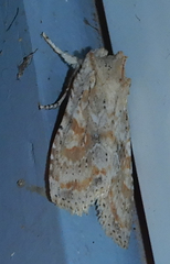 Lithophane signosa