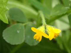 Medicago minima