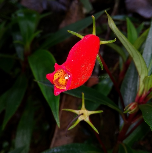 Seemannia sylvatica